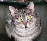Obrazek