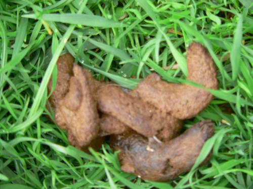 Kupa