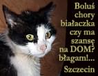 Obrazek