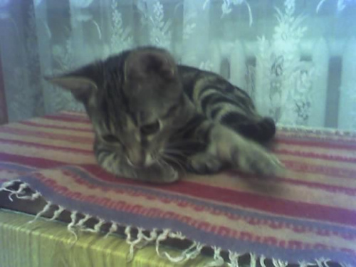 Obrazek