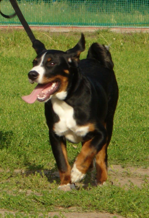 Obrazek