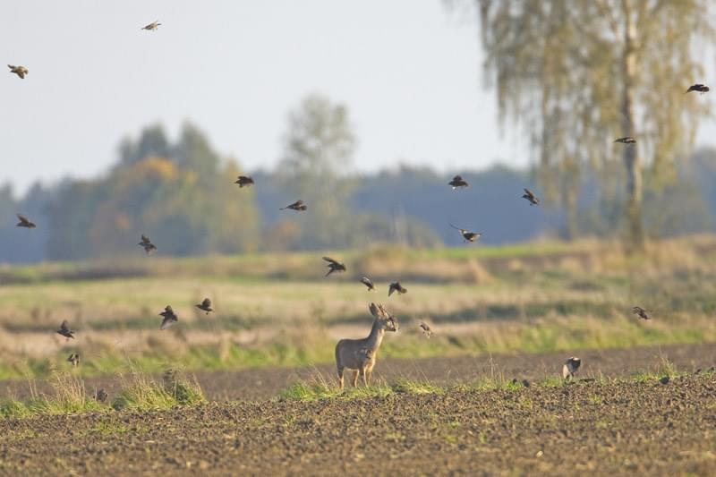 Dołączona grafika