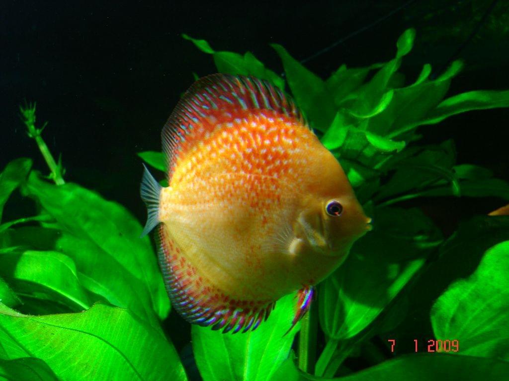 Obrazek