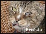 Obrazek