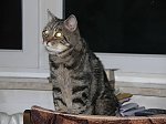 Obrazek