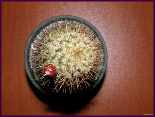 Mammillaria eriacantha