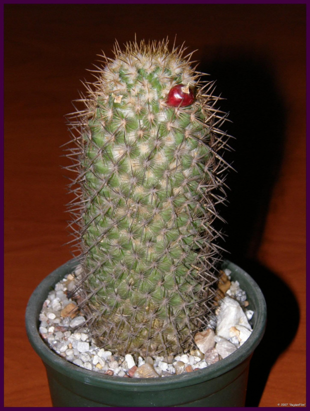 Mammillaria eriacantha