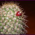 Mammillaria eriacantha