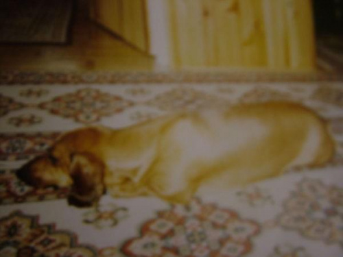 buli