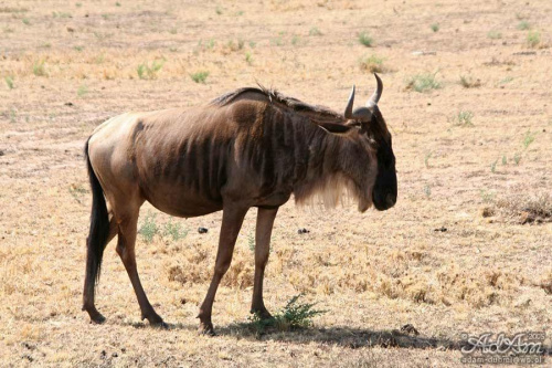 Gnu