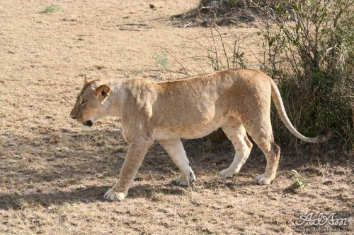 Samica gatunku Panthera Leo, czyli po prostu lwica.