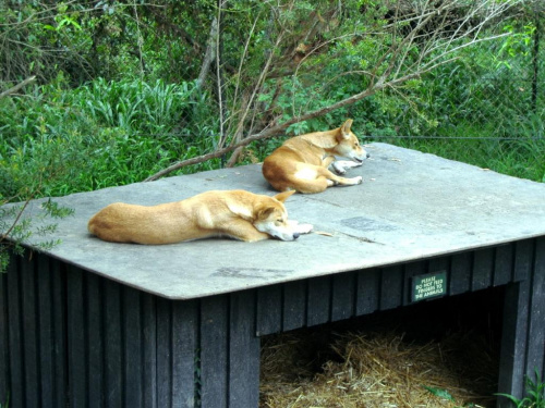 Zwierzęta i widoki Reptile Park