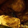Żaby liściołazy paskowane plus terra