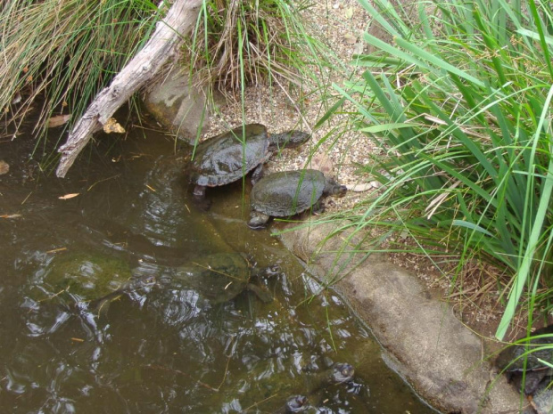 Zwierzęta i widoki Reptile Park