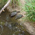 Zwierzęta i widoki Reptile Park