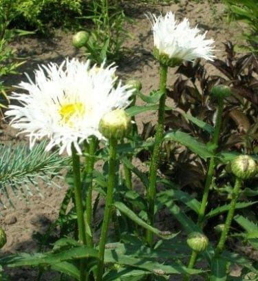 Złocień Crazy Daisy
(Chrysantemum maximum fl.pl.)