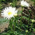 Złocień Crazy Daisy
(Chrysantemum maximum fl.pl.)