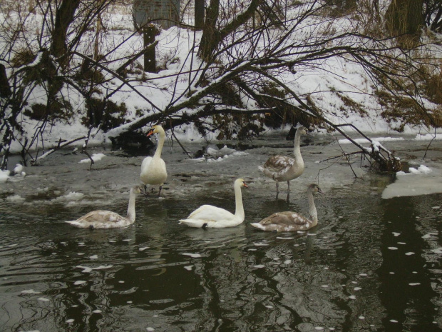 rodzina łabędzi #zima #śnieg #natura #rzeka #łabędzie