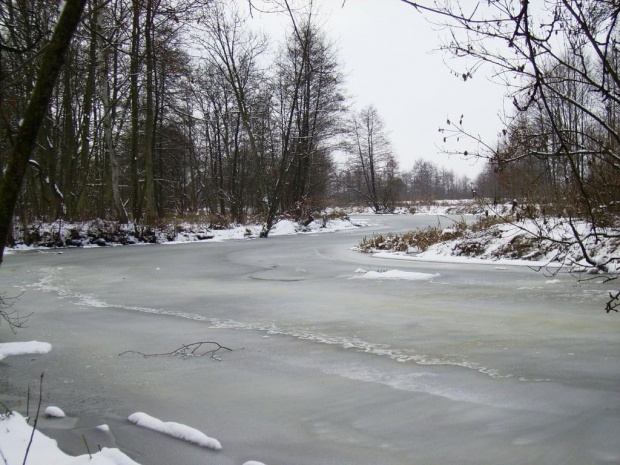 Noteć w lodzie #zima #śnieg #las #lód #rzeka #natura