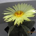 Astrophytum myriostigma