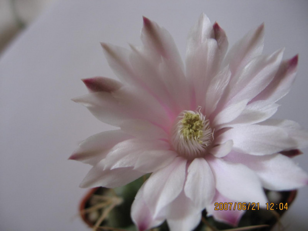 Gymnocalycium