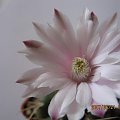 Gymnocalycium