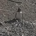 pingwiny #PtakiNielotyPingwiny