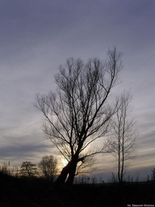 #drzewo #ZachódSlońca