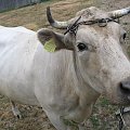 #zwierzęta #krowy