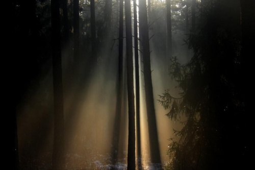 coś ciekawego..... #las #promień #oświetlenie #natura #przyroda