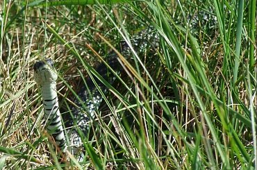 Zaskroniec, 30.09.2007, Krajkowo (Wielkopolska) #Zaskroniec #gady #węże #NatrixNatrix