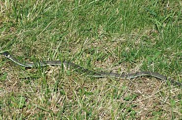 Zaskroniec, 30.09.2007, Krajkowo (Wielkopolska) #Zaskroniec #gady #węże #NatrixNatrix