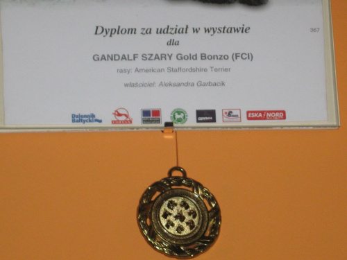 Gandalf Szary Gold Bonzo FCI #GandalfSzaryAmstaff