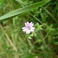 45. Bodziszek drobny - Geranium pusillum . Data : 02.09.2007. Miejsce : ścieżka obok lasu . Miejscowość : Piaski Wielkopolskie .