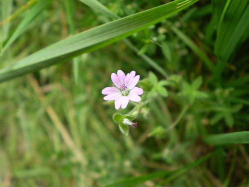 45. Bodziszek drobny - Geranium pusillum . Data : 02.09.2007. Miejsce : ścieżka obok lasu . Miejscowość : Piaski Wielkopolskie .