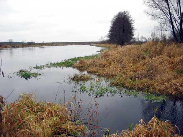 rz.Narew