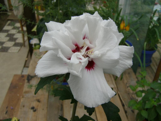 Też piękność, choć nie róża. to Hibiskus Syricus "SPECIOSUS".