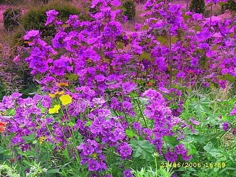 Malva sylvestris ssp. mauritianus