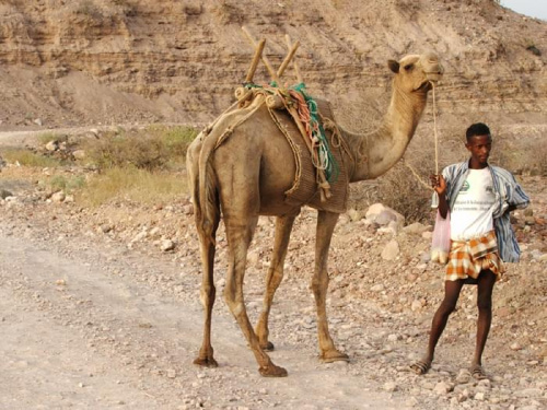 Afryka dzika #Djibouti2007