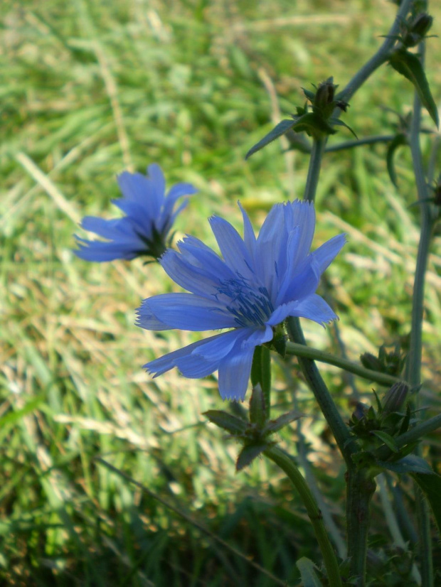 51c. Cykoria podróżnik - Cichorium intybus . Data : 05.08.2007. Miejsce : łąka . Miejscowość : Piaski Wielkopolskie .