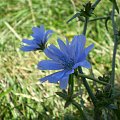 51c. Cykoria podróżnik - Cichorium intybus . Data : 05.08.2007. Miejsce : łąka . Miejscowość : Piaski Wielkopolskie .