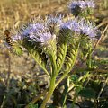 54g. Facelia błękitna - Phacelia tanacetifolia . Data : 17.10.2007. Miejsce : pole uprawne . Miejscowość : miedzy Piaskami Wielkopolskimi a Godurowem .