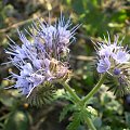 54d. Facelia błękitna - Phacelia tanacetifolia . Data : 17.10.2007. Miejsce : pole uprawne . Miejscowość : miedzy Piaskami Wielkopolskimi a Godurowem .