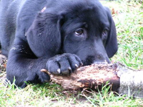 Hexa, Hojrak, Max, labradory.org #LabradorRetriever