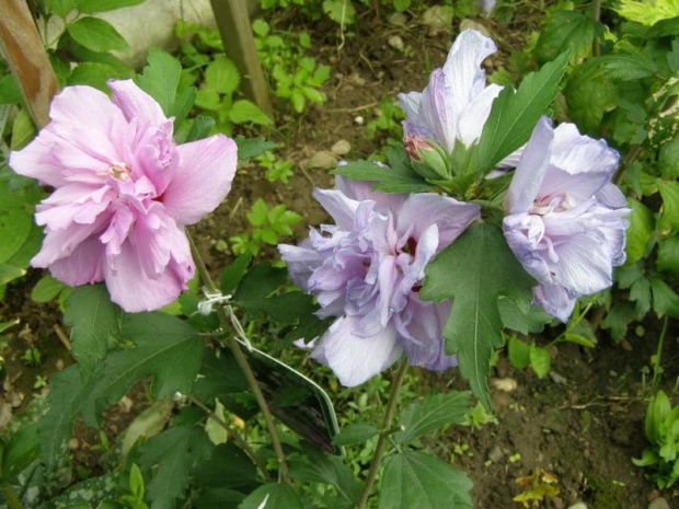 Hibiskus Ardens.