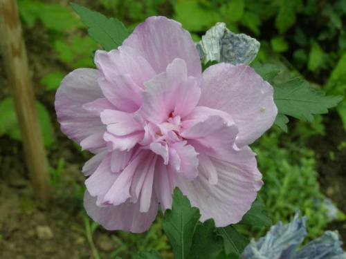 Hibiskus.