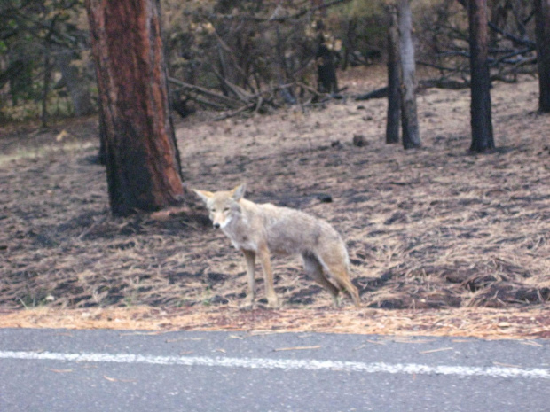 Wielki Kanion Kolorado (Arizona)