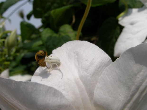 Pająk kwietnik - (misumena vatia), jest myśliwym.