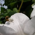 Pająk kwietnik - (misumena vatia), jest myśliwym.