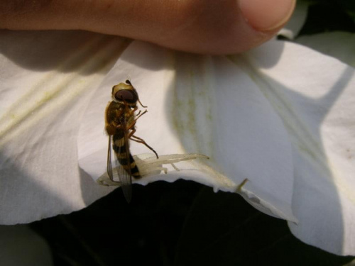 Pająk kwietnik - (misumena vatia), jest myśliwym.